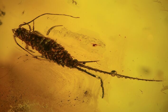 Detailed Fossil Bristletail (Archaeognatha) In Baltic Amber #109471